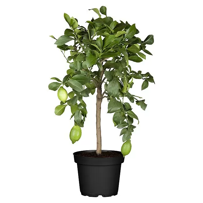Piardino ZitronenbaumCitrus limon, Topfgröße: 20 cm Front View