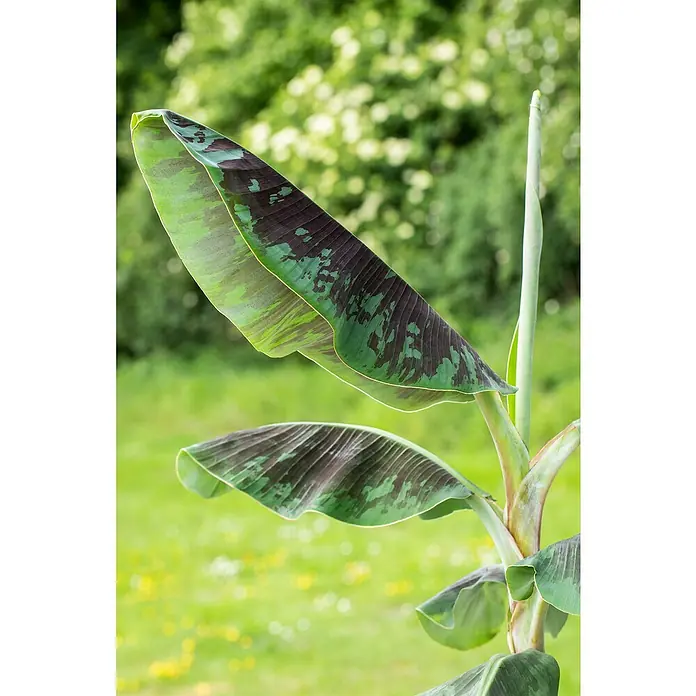 Piardino Bananenstaude - Musa, Topfgröße: 27 cm - Nahaufnahme einer Zwergbananenpflanze mit dekorativen Blättern, die ein exotisches Flair in jeden Garten oder Innenraum bringen.