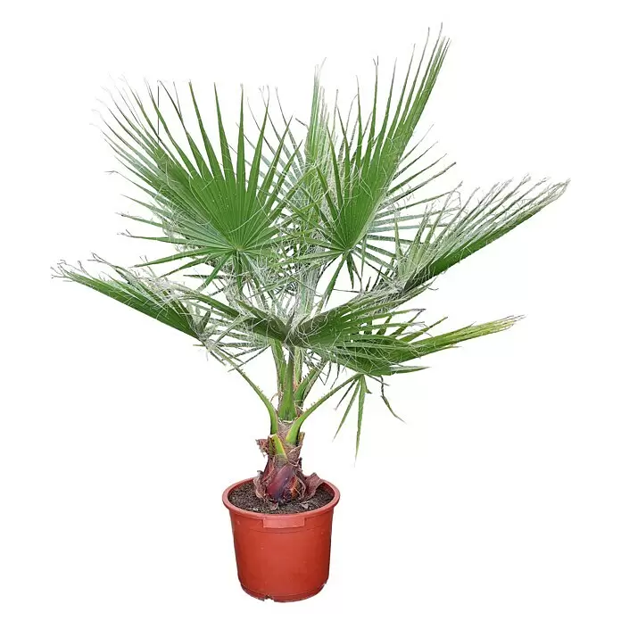 Piardino Fächerpalme - Washingtonia robusta, Topfgröße: 20 cm - Vorderansicht