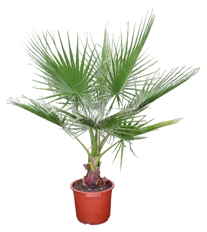 Winterharte Palme online kaufen