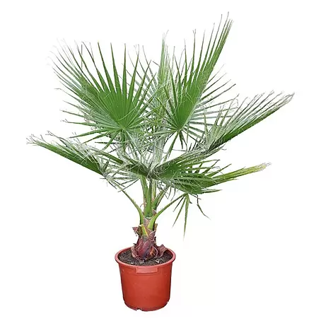 Piardino  Fächerpalme