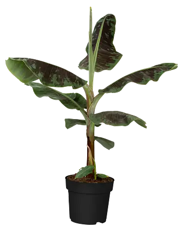 cactus shop near me #EC186 EXACT Trichocereus Jiimz Bridgesii Cactus 14”