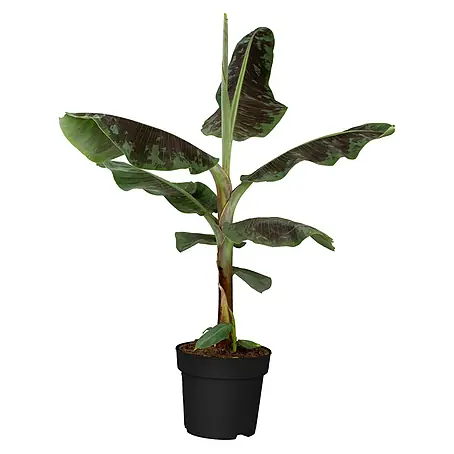 Piardino  Bananenstaude