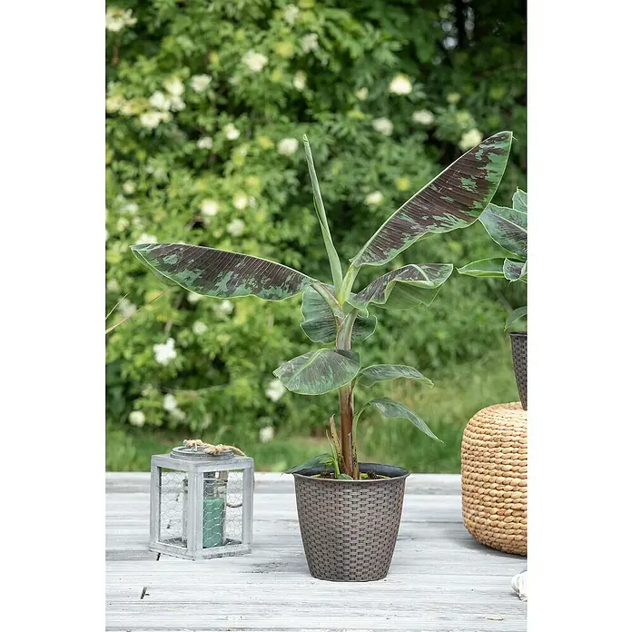 Piardino Bananenstaude - Musa, Topfgröße: 27 cm - Eine bunte Zwergbananenpflanze im Topf mit dekorativem Übertopf, als attraktives Element für Haus und Garten.