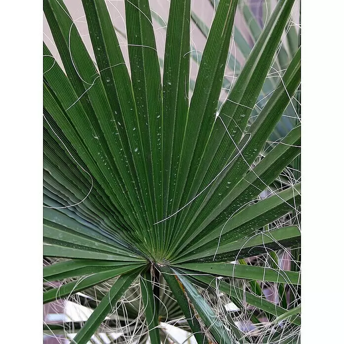 Piardino Fächerpalme - Washingtonia robusta, Topfgröße: 20 cm - Detailaufnahme
