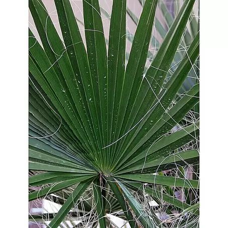 monstera deliciosa wie groß Monstera Deliciosa | Kaufen Sie seltene Pflanzen online main image 1