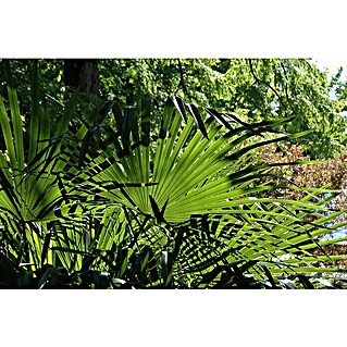 Piardino Fächerpalme (Washingtonia robusta, Topfgröße: 20 cm)