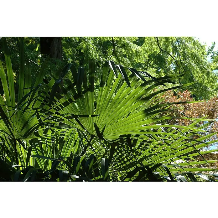 Piardino Fächerpalme - Washingtonia robusta, Topfgröße: 20 cm - Nahaufnahme von leuchtend grünen Fächerpalmenblättern im Sonnenlicht, die eine exotische und tropische Atmosphäre schaffen.