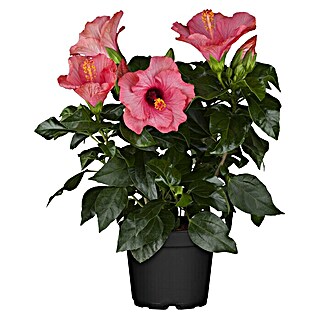 Piardino Garteneibisch (Hibiscus sinensis, Topfgröße: 17 cm)