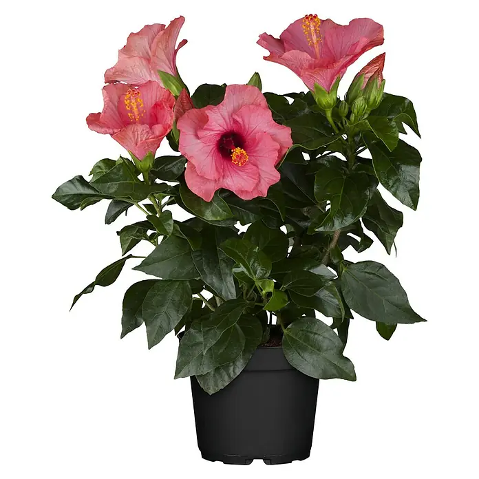 Piardino Garteneibisch - Hibiscus rosa-sinensis, Topfgröße: 13 cm, Sortenabhängig - Hibiskusblüte in einem Topf mit leuchtend rosa Blüten und grünen Blättern, eine attraktive Zimmerpflanze.