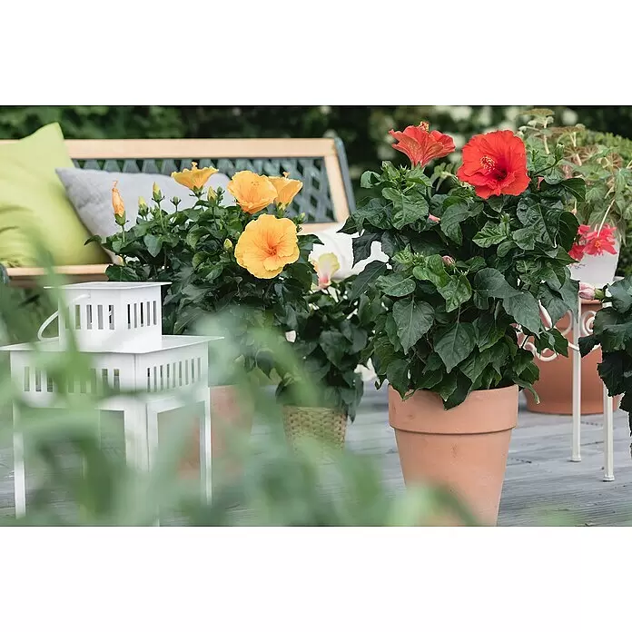 Piardino Garteneibisch - Hibiscus sinensis, Topfgre: 17 cm online kaufen  bei BAUHAUS