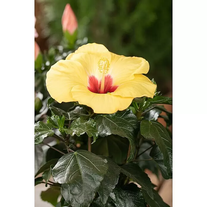 Piardino Garteneibisch - Hibiscus sinensis, Topfgröße: 17 cm - Leuchtend gelbe Hibiskusblüte mit markanter roter Mitte, blühend an einer Pflanze mit grünen Blättern und einer Knospe.