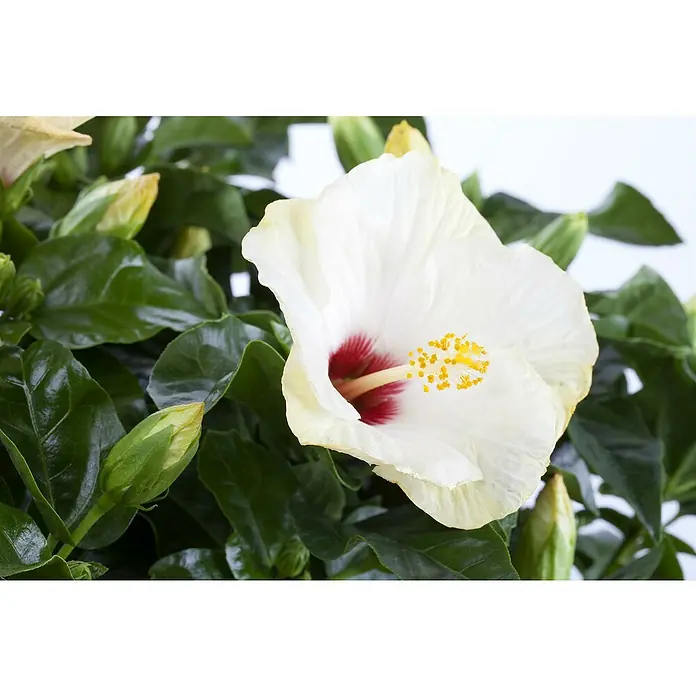 Piardino Garteneibisch - Hibiscus sinensis, Topfgröße: 17 cm - Nahaufnahme einer weißen Hibiskusblüte mit dunklen Blättern und Blütenknospen, die die Schönheit der tropischen Flora zeigt.