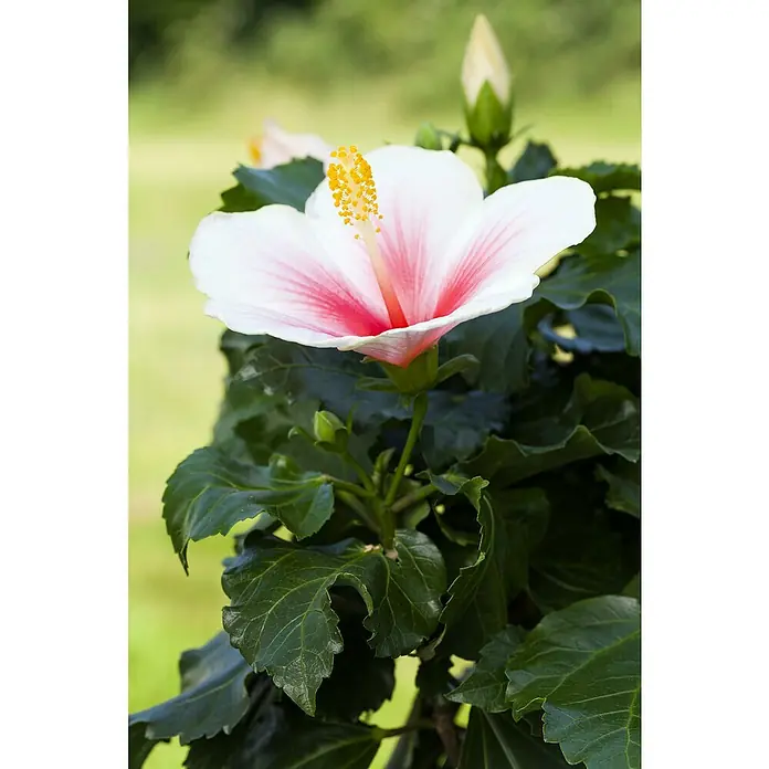 Piardino Garteneibisch - Hibiscus sinensis, Topfgröße: 17 cm - Nahaufnahme einer Hibiskusblüte mit weißen Blütenblättern und rotem Zentrum, umgeben von grünen Blättern. Die Blüte strahlt eine elegante Schönheit aus.