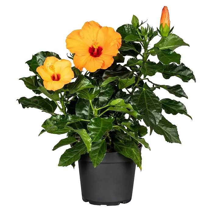 Piardino Garteneibisch - Hibiscus sinensis, Topfgröße: 17 cm - Nahaufnahme einer Hibiskuspflanze mit orangefarbenen Blüten und grünen Blättern in einem schwarzen Topf vor einem schwarzen Hintergrund.