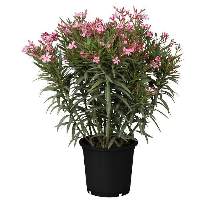Nerium oleander 25  i.F. gem. Solitaer