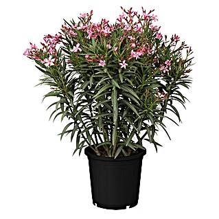 Oleander (Nerium oleander, Topfgröße: 25 cm, Rosa)