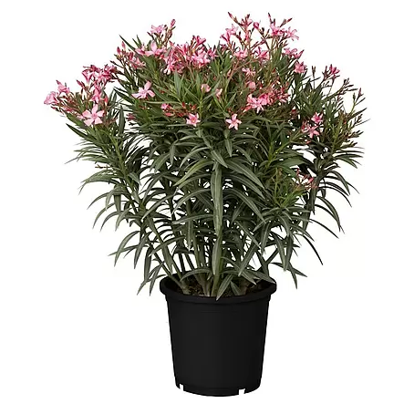 Oleander