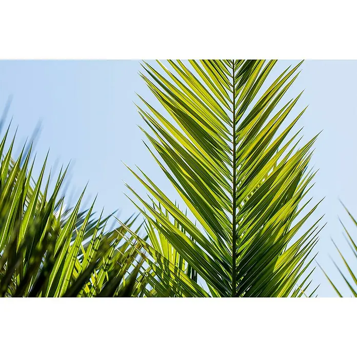 Dattelpalme - Phoenix canariensis, 15 l, Aktuelle Wuchshöhe: 140 cm - 160 cm - Nahaufnahme von grünen Palmenblättern vor einem hellblauen Himmel, die ein tropisches und entspannendes Gefühl vermitteln.