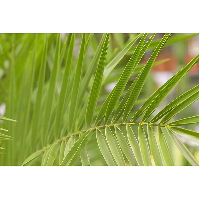 Dattelpalme - Phoenix canariensis, 15 l, Aktuelle Wuchshöhe: 140 cm - 160 cm - Nahaufnahme eines üppigen grünen Palmwedels, der seine filigranen Blätter und die lebendige Textur zeigt. Perfekt für tropische Designs.