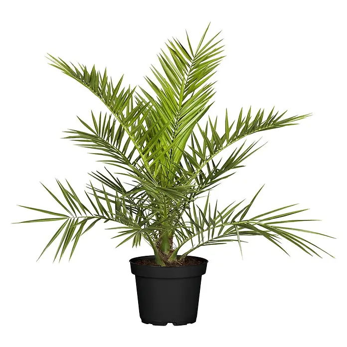 Dattelpalme - Phoenix canariensis, 15 l, Aktuelle Wuchshöhe: 140 cm - 160 cm - Zimmerpflanze: Eine prächtige, grüne Dattelpalme in einem schwarzen Topf, ideal zur Dekoration von Innenräumen und zur Verbesserung der Luftqualität.