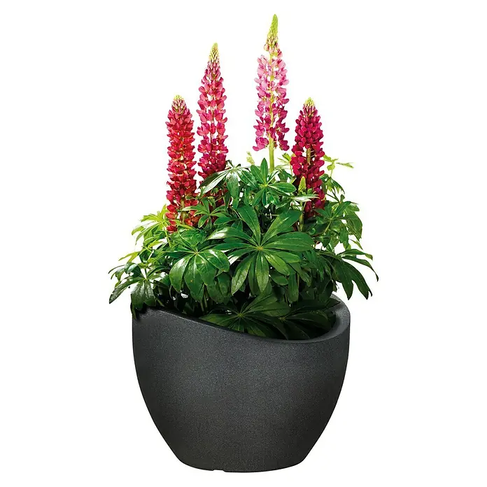 Scheurich Wave Globe Pflanztopf - Außenmaß (Ø x H): 49,5 x 37,1 cm, Kunststoff, Schwarz granit - Ein bunter Lupinenbusch in einem stilvollen, dunklen Topf. Die Blüten in Rosa- und Rottönen bilden einen schönen Kontrast zum Grün.