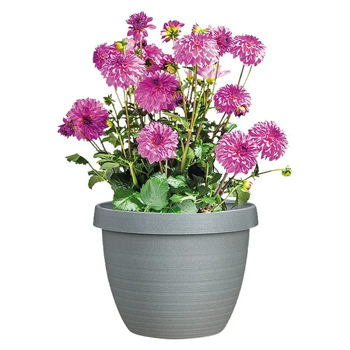 Scheurich Country Star Pflanztopf - Außenmaß (Ø x H): 25 x 18,6 cm, Kunststoff, Grau - Nahaufnahme eines Topfes mit einer Dahlie mit schönen rosa Blüten und grünen Blättern auf einem schwarzen Hintergrund.