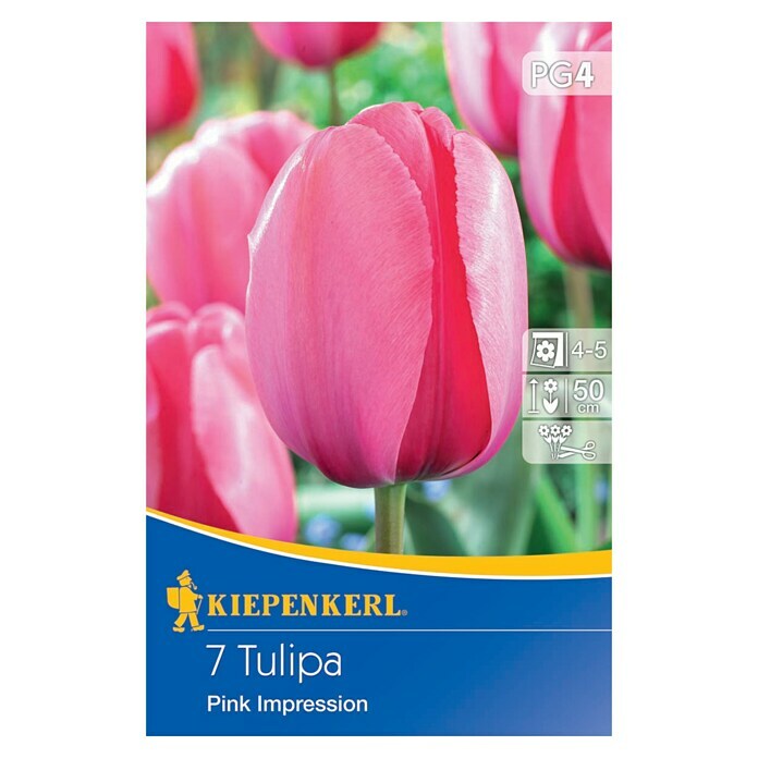 Kiepenkerl Bulbi di fiori primaverili tulipano ibrido di Darwin Pink Impression