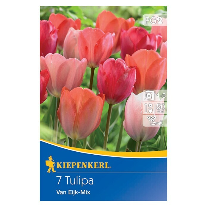 Kiepenkerl Bulbes de fleurs printanières Tulipes hybrides Darwin Van Eijk Mélange