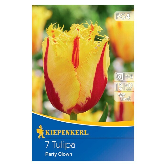 Kiepenkerl Bulbes de fleurs printanières de tulipes frangées Party Clown
