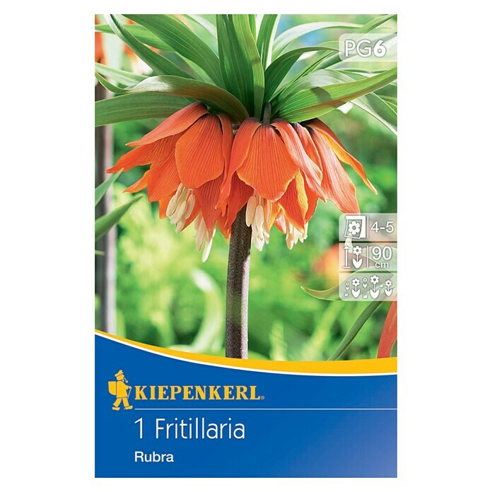 Kiepenkerl Bulbi di fiori primaverili corona imperiale Rubra