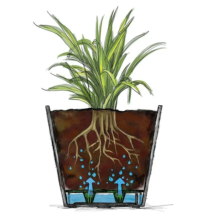 Scheurich Pflanztopf Purista+ - Außenmaß (Ø x H): 29,8 x 24 cm, Kunststoff, Carbonschwarz, Mit Bewässerungssystem - Illustration eines Topfes mit einer Pflanze, deren Wurzeln Wasser aus einem Reservoir aufnehmen.