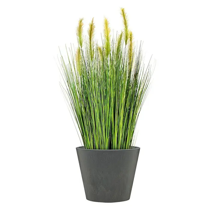 Scheurich Pflanztopf Purista+ - Außenmaß (Ø x H): 29,8 x 24 cm, Kunststoff, Carbonschwarz, Mit Bewässerungssystem - Dekorative Zimmerpflanze mit hohen, grünen Halmen und cremefarbenen Blüten in einem stilvollen, dunklen Topf, die jedem Raum eine natürliche Note verleiht.