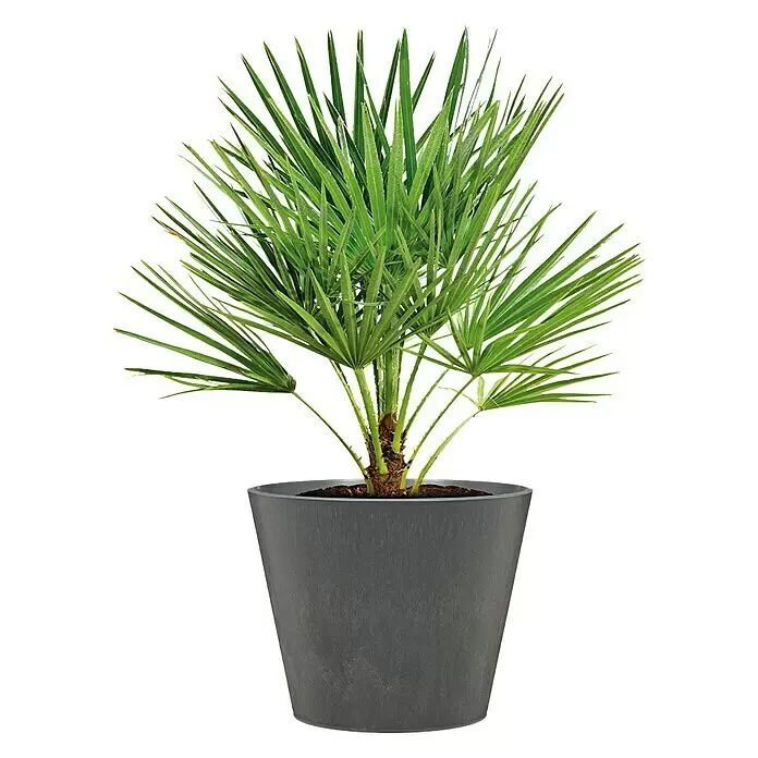 Scheurich Pflanztopf Purista+ - Außenmaß (Ø x H): 29,8 x 24 cm, Kunststoff, Carbonschwarz, Mit Bewässerungssystem - Anwendungsbeispiel