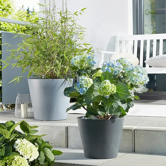 Scheurich Pflanztopf Purista+ - Außenmaß (Ø x H): 29,8 x 24 cm, Kunststoff, Carbonschwarz, Mit Bewässerungssystem - Eine Nahaufnahme von zwei Pflanzgefäßen im Freien, eines mit Bambus und das andere mit blühenden Hortensien.