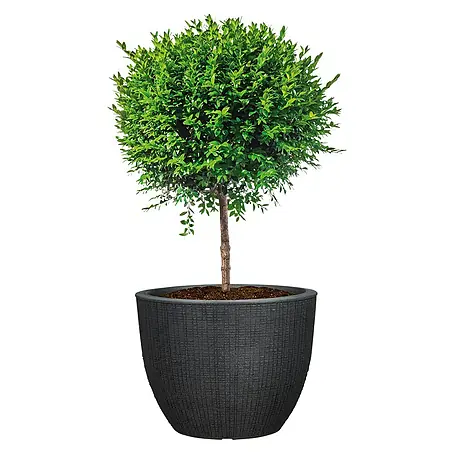 Scheurich Barceo Pflanztopf