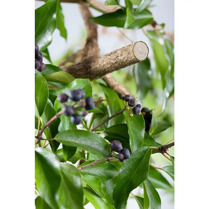 Gardena Gartenschere Alu B+/L - Bypass, Max. Aststärke: 22 mm - Nahaufnahme von Efeu-Blättern und -Beeren, die an einem Ast wachsen, mit Fokus auf die Textur und Farbe der Pflanzenteile.