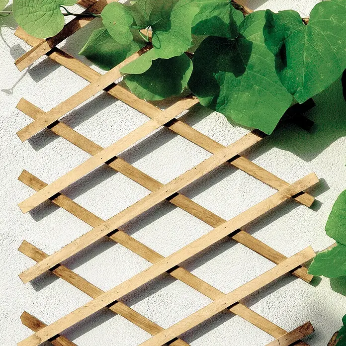 Bellissa Holz-Scherenspalier - 310 x 90 cm, Natur - Eine Nahaufnahme eines hölzernen Rankgitters, das an einer weißen Wand befestigt ist und von grünen Blättern umrankt wird.