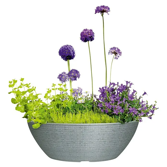 Scheurich Barceo Pflanzschale rund - Außenmaß (L x B x H): 58,5 x 23,7 x 19,5 cm, Kunststoff, Steingrau, Oval - Eine Nahaufnahme eines Pflanzgefäßes mit verschiedenen lila und grünen Pflanzen gegen einen schwarzen Hintergrund.