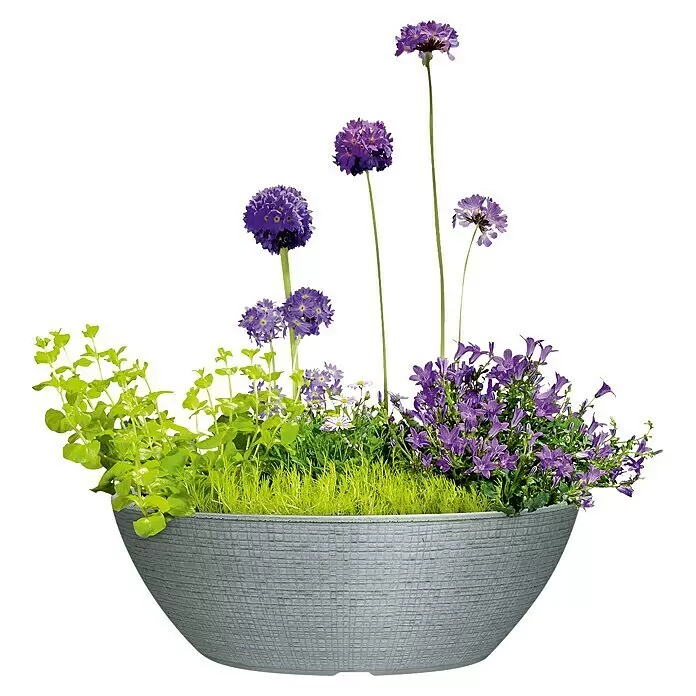 Scheurich Pflanzschale rund Barceo - Außenmaß (Ø x H): 39 x 18 cm, Kunststoff, Steingrau, Rund - Graue, texturierte Pflanzschale gefüllt mit grünen Pflanzen und lila Blumen.
