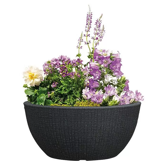 Scheurich Pflanzschale rund Barceo - Außenmaß (Ø x H): 39 x 18 cm, Kunststoff, Granitschwarz, Rund - Anwendungsbeispiel