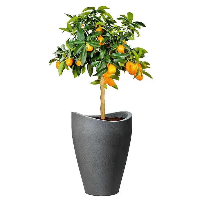 Scheurich Wave Globe Pflanzsäule rundAußenmaß (Ø x H): 49,6 x 67 cm, Kunststoff, Schwarz granit - Eine Kumquat-Zierpflanze in einem modernen grauen Topf, ideal für die Dekoration von Innenräumen und Büros.