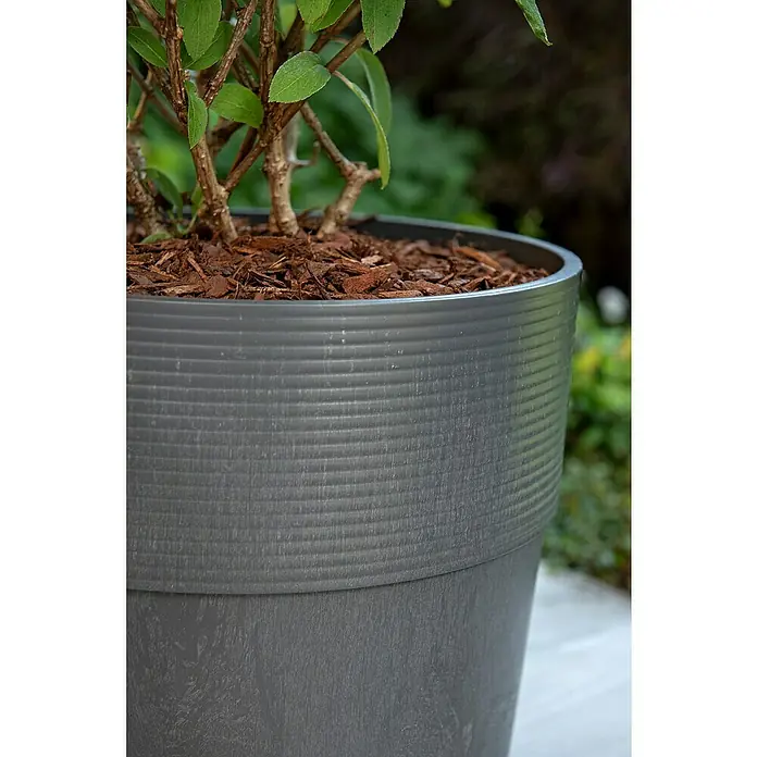 Scheurich Groove Pflanztopf + - Außenmaß (Ø x H): 28,5 x 26,2 cm, Kunststoff, Carbonschwarz - Nahaufnahme eines grauen Pflanzgefäßes mit einer Pflanze darauf, das sich ideal für den Garten eignet und eine tolle Dekoration darstellt.