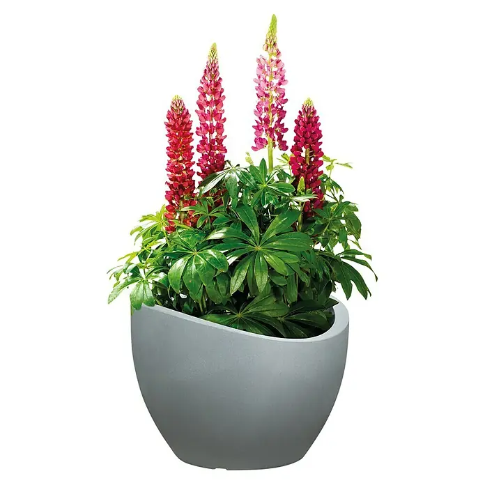Scheurich Wave Globe Pflanztopf - Außenmaß (Ø x H): 39,5 x 29,3 cm, Kunststoff, Steingrau - Lupinen-Blumen in einem stilvollen grauen Pflanzgefäß. Die Blüten sind in lebhaften Rosa- und Rottönen gehalten und bringen Farbe ins Haus.
