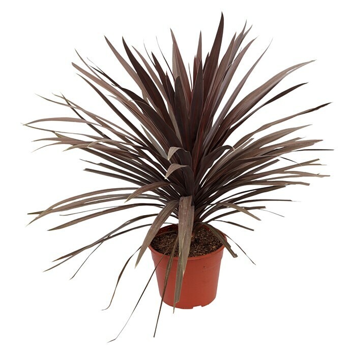 Piardino Keulenlilie (Cordyline australis, Topfgröße: 20 cm) | BAUHAUS