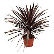 Piardino Keulenlilie (Cordyline australis, Topfgröße: 20 cm) | BAUHAUS