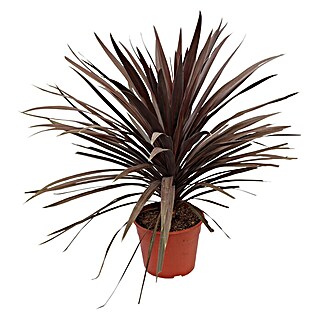 Piardino Keulenlilie (Cordyline australis, Topfgröße: 20 cm)