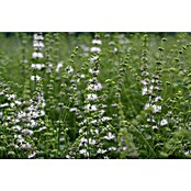 Piardino Blu Bio Erdbeerminze (Topfgröße: 12 cm)