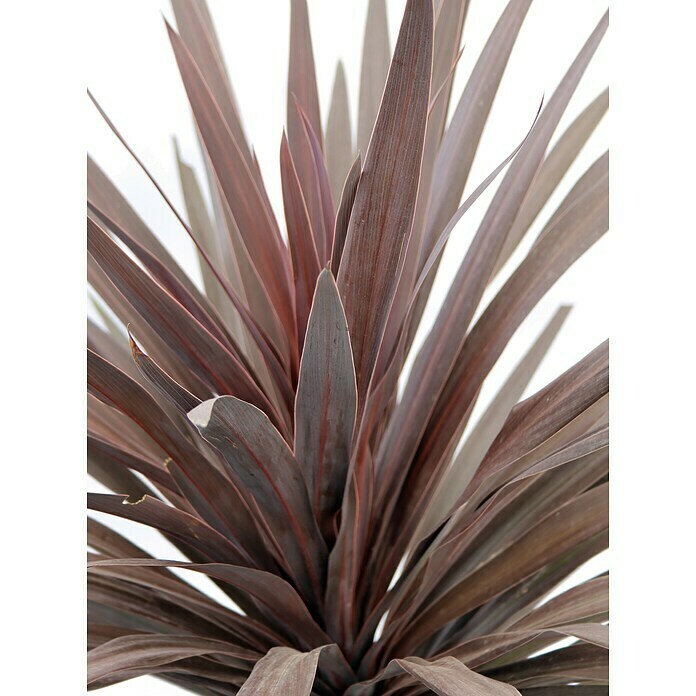 Piardino Keulenlilie (Cordyline australis, Topfgröße: 20 cm) | BAUHAUS