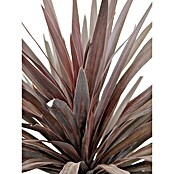 Piardino Keulenlilie (Cordyline australis, Topfgröße: 20 cm) | BAUHAUS